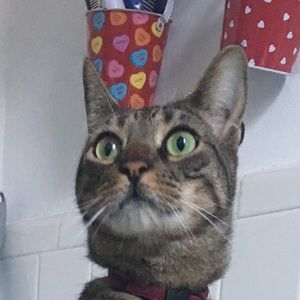 Meet your Posher, Benjamin